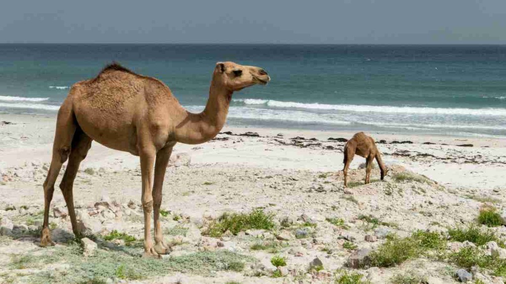 Two camels on a rocky beach with the Arabian Sea behind them